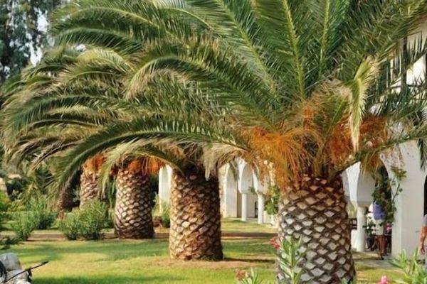 Assa Maris Bomo Club Hotel - All Inclusive (Chalkidiki)